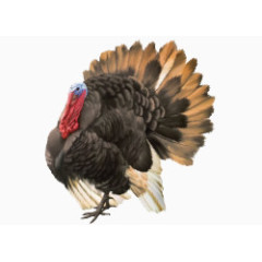 卡通手绘卡通火鸡插画