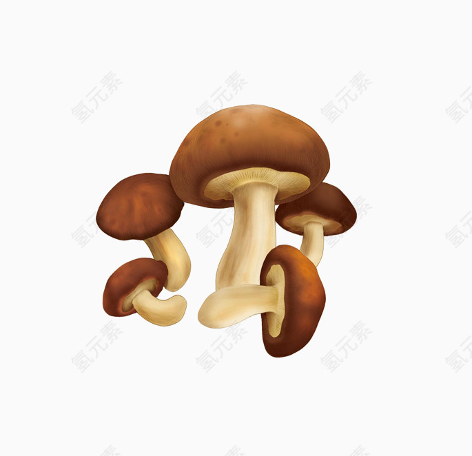 香菇图片