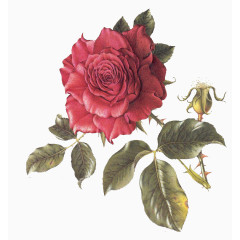 简约旧插画花鲜花玫瑰花