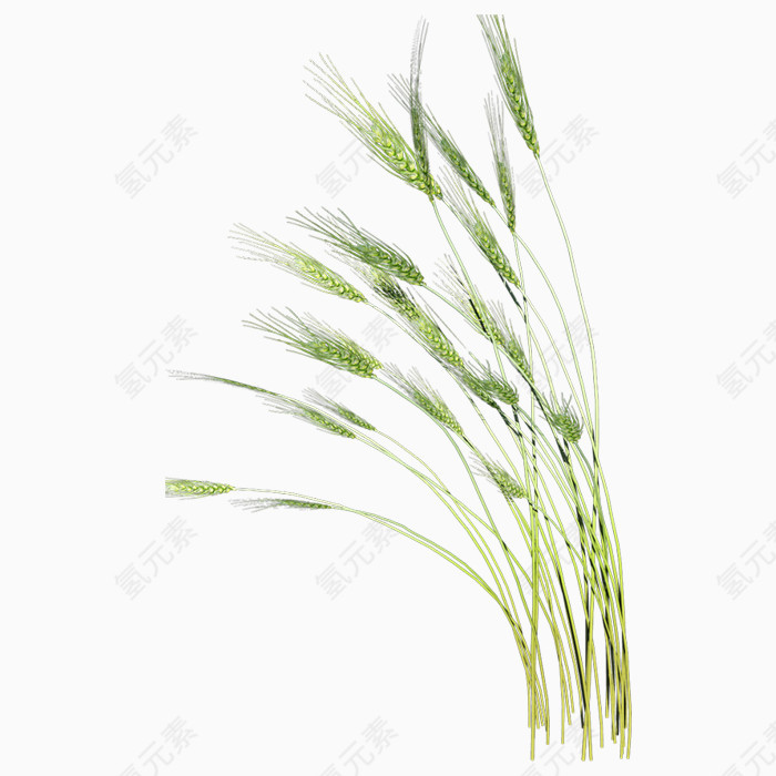 绿色稻草PNG免抠图素材