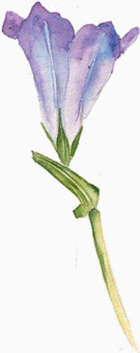 喇叭花