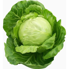 果蔬素材卷心菜