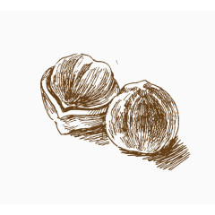 卡通手绘素描坚果核桃