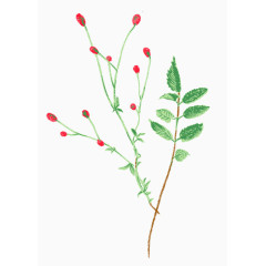 彩色手绘精美花卉