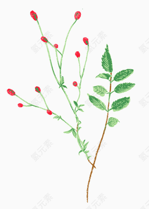 彩色手绘精美花卉