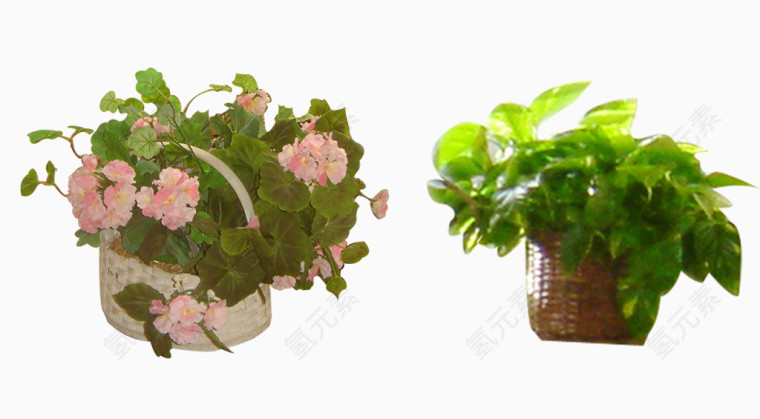 盆栽花朵植物
