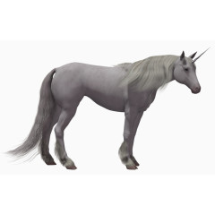 灰色站立的马匹