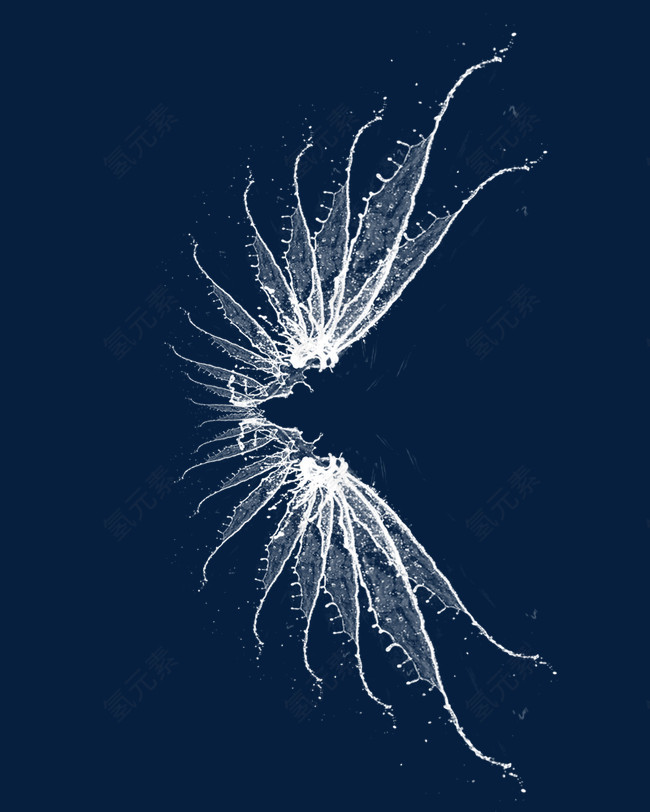 蝴蝶水花