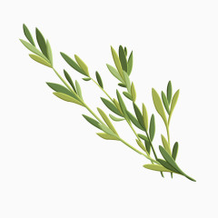 烹饪佐料调味料素材