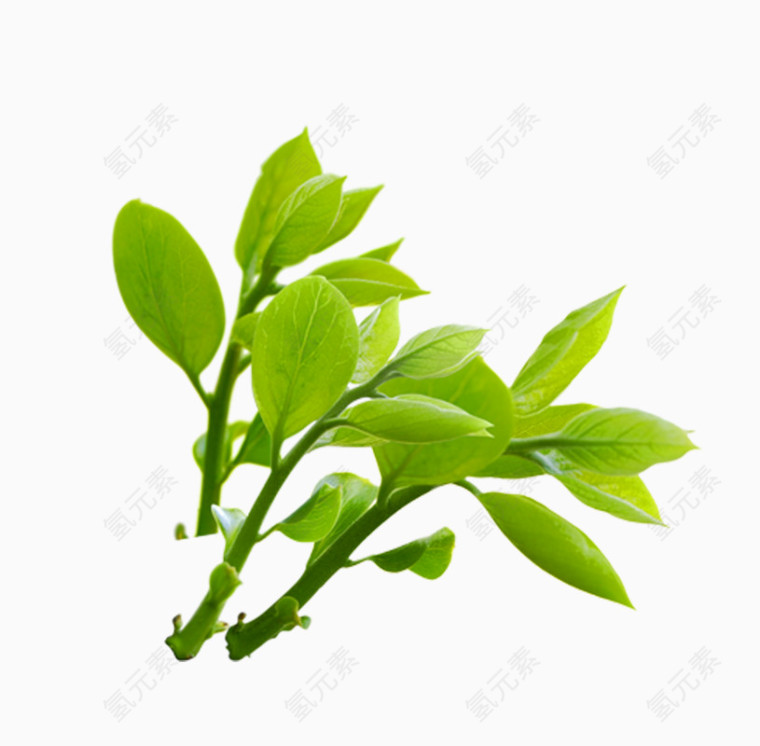 三支茶叶