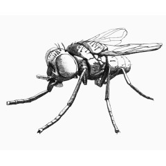 手绘苍蝇