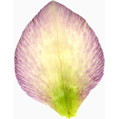 精美漂亮压花干花紫黄色花瓣