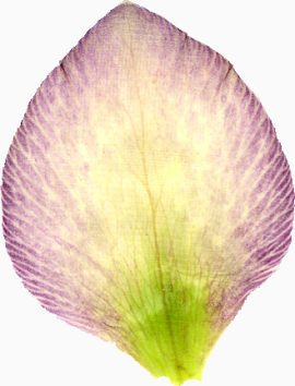 精美漂亮压花干花紫黄色花瓣