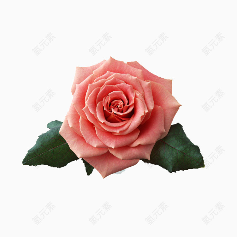 粉红色月季花PNG元素