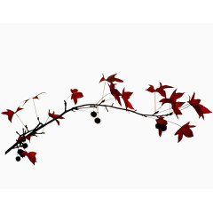 植物花卉素材花卉ps素材