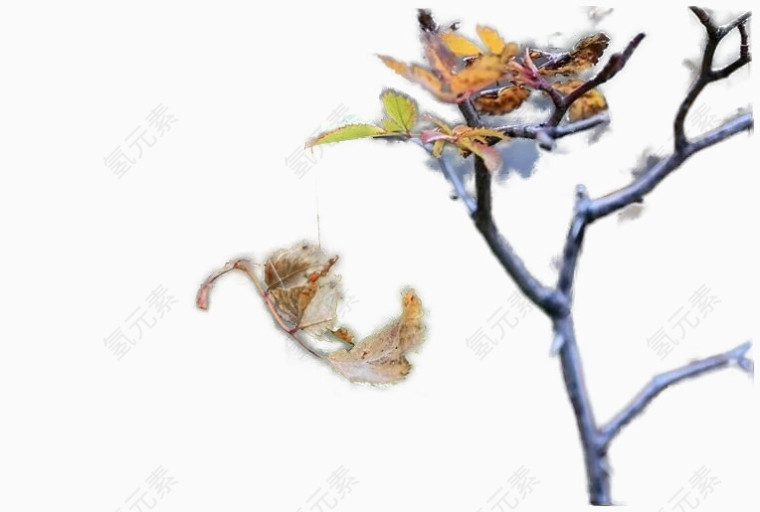 国画花卉素材庆典花草