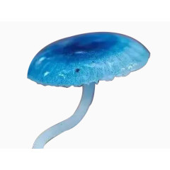 蓝瘦香菇
