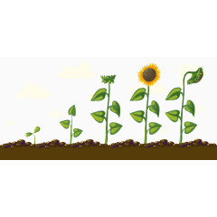 向日葵生长过程素材