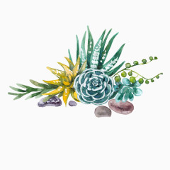 水彩手绘多肉植物