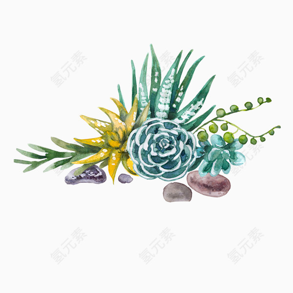 水彩手绘多肉植物