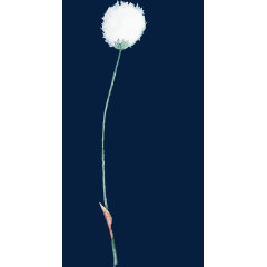 艺术蒲公英水彩画