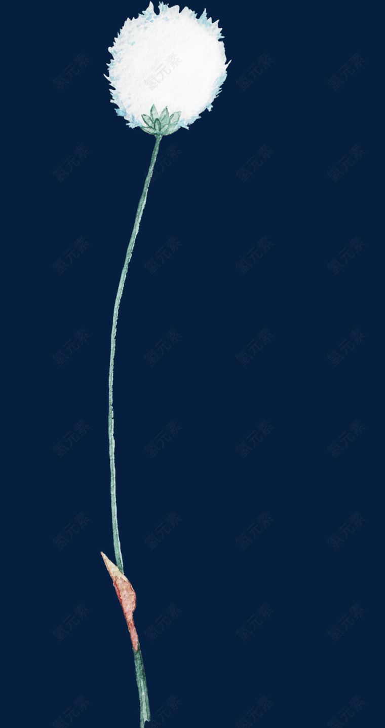 艺术蒲公英水彩画