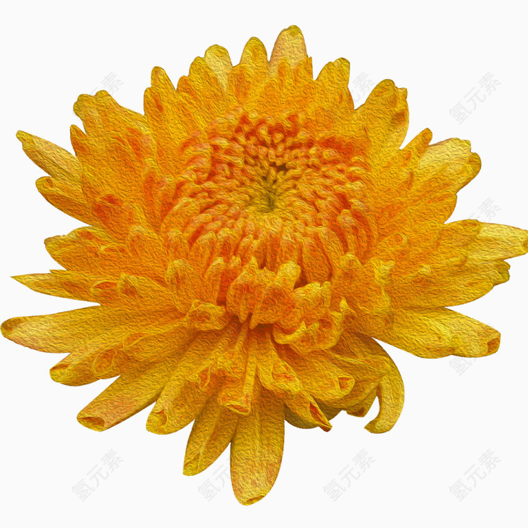 菊花