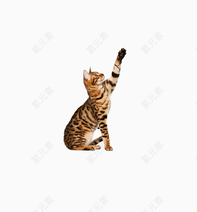 手绘小猫咪