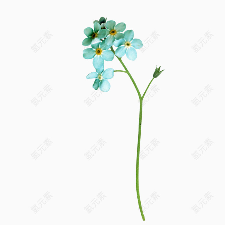蓝色花卉
