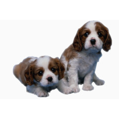 景观效果狗狗实景