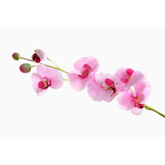 蝴蝶兰花漂浮元素