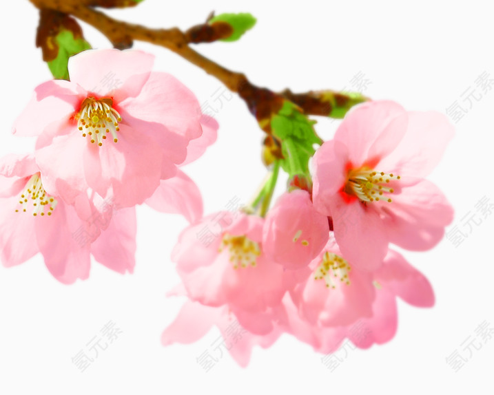 粉色桃花元素