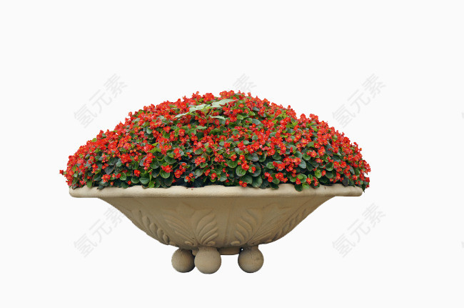 城市观赏花卉