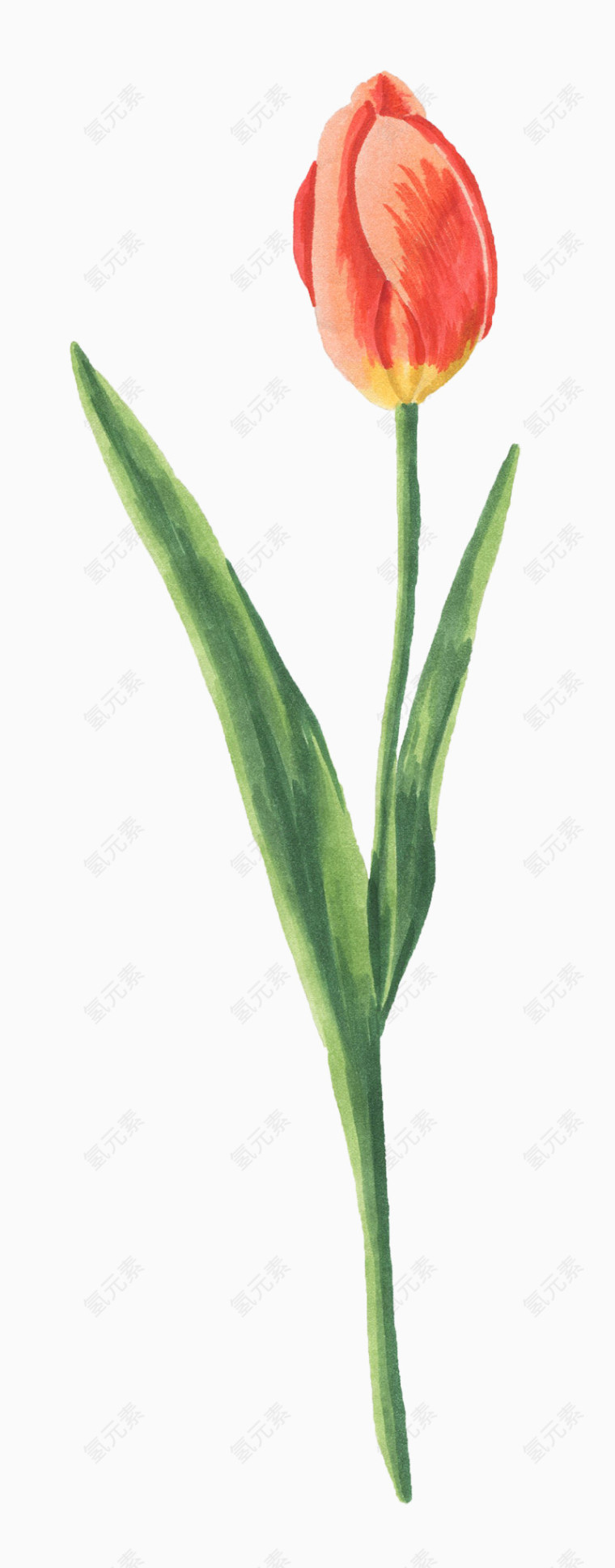 粉色郁金香水彩画