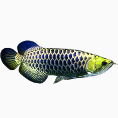 野生蓝底过背金龙鱼