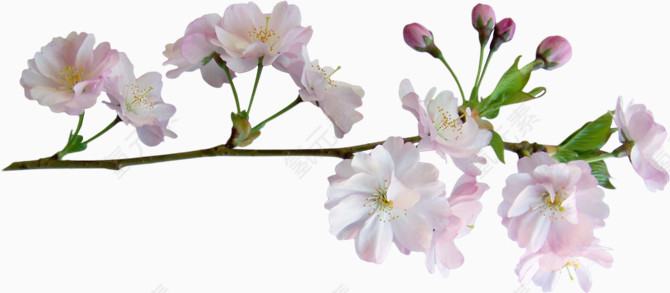 粉色樱花
