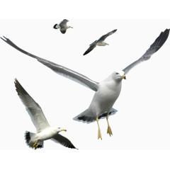 各种海鸥