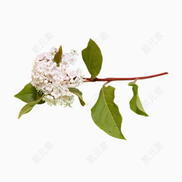 漂亮花儿PNG免抠图素材