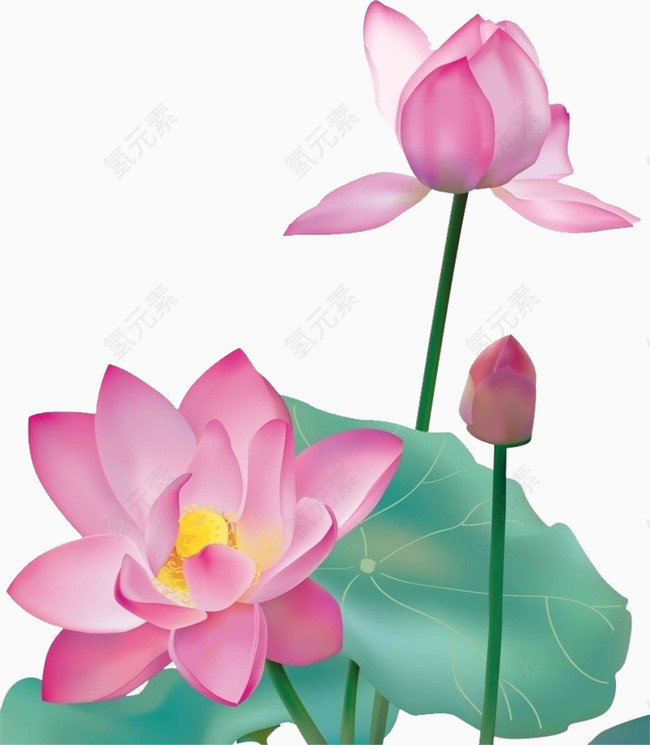 荷花手绘