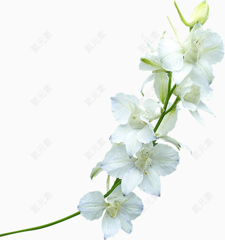白色樱花