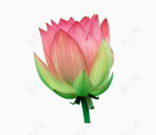 粉荷花
