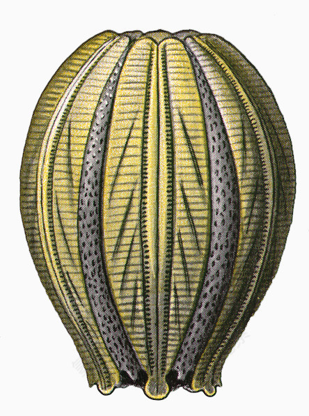 海洋生物