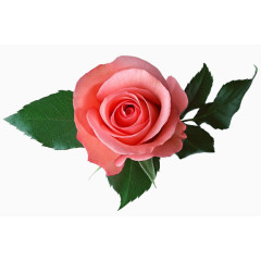 手绘鲜花素材抽象鲜花图片素材