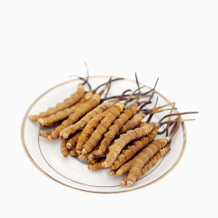 道地虫草中药材冬虫夏草