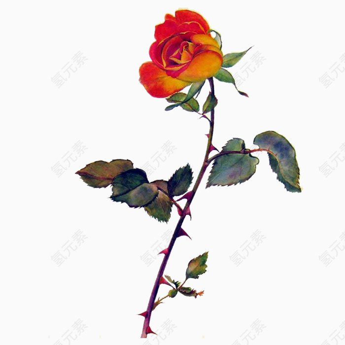 花儿PNG免抠图素材