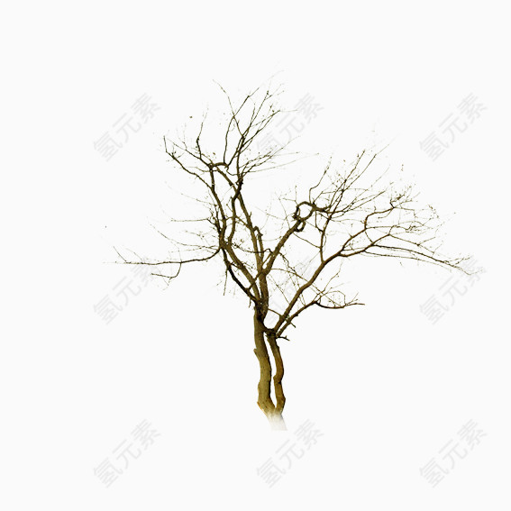 枯树