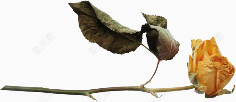鲜花枝
