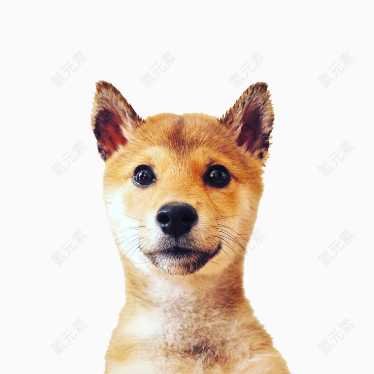 柴犬