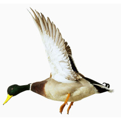 卡通动物素材卡通虫鸟素材