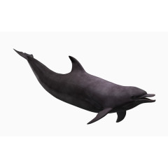 海洋图片卡通鱼